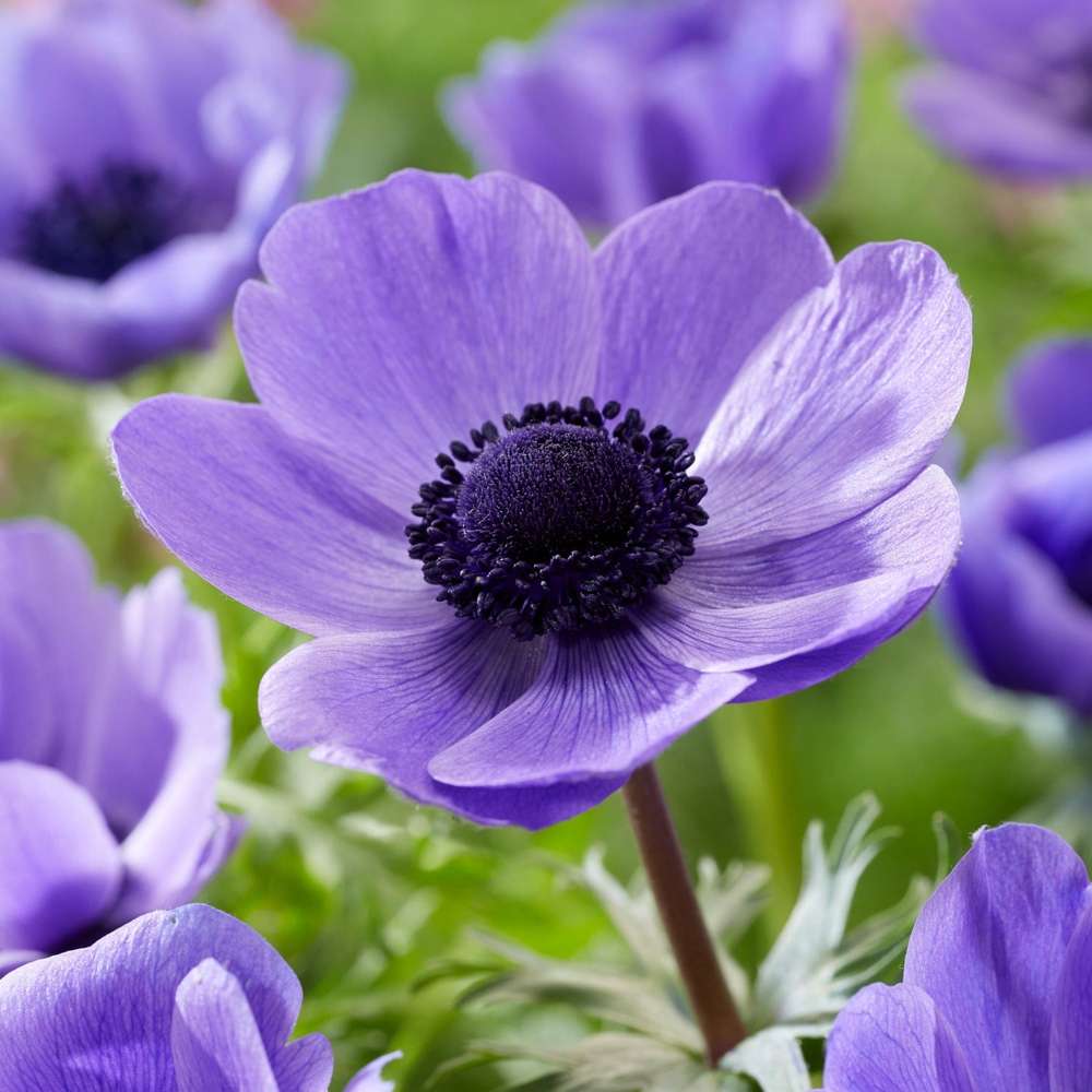 Anemone 'Mr. Fokker'